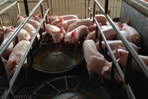 仔猪能不能吃米糠，含有粗纤维和维生素可以饲喂