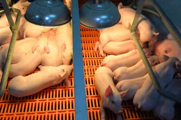 仔猪能不能吃米糠，含有粗纤维和维生素可以饲喂