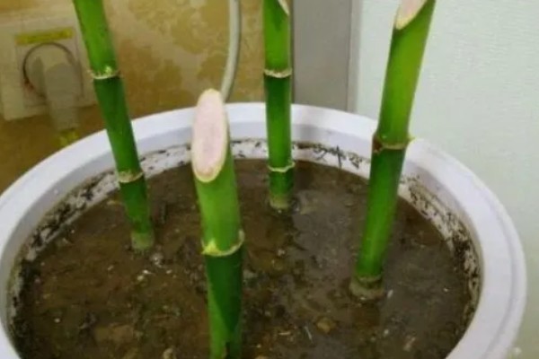 富贵竹的扦插方法，一般在春季进行