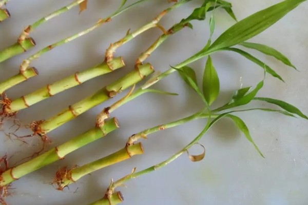 富贵竹的扦插方法，一般在春季进行