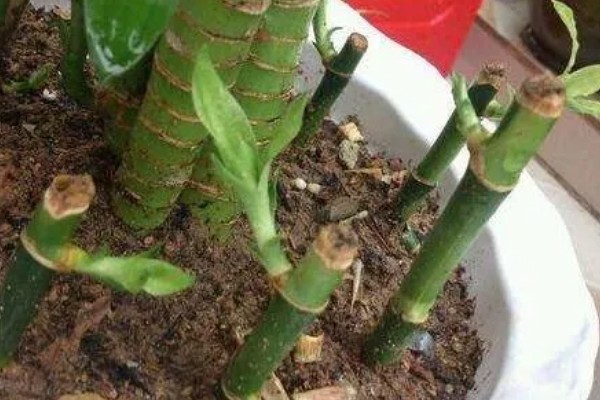 富贵竹的扦插方法，一般在春季进行