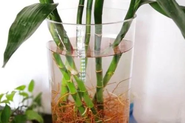 富贵竹的扦插方法，一般在春季进行