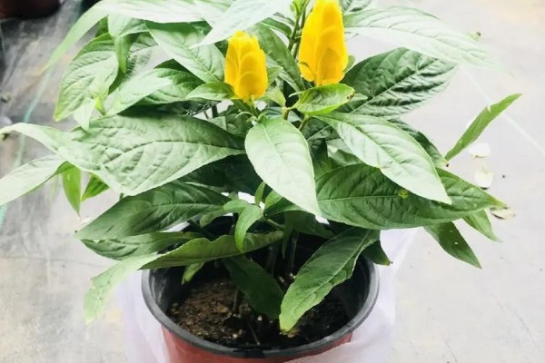 金苞花怎么养殖，生长季节每隔20天追肥一次