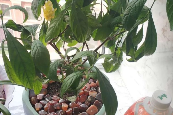 金苞花怎么养殖，生长季节每隔20天追肥一次