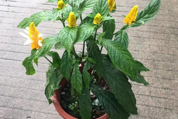 金苞花怎么养殖，生长季节每隔20天追肥一次