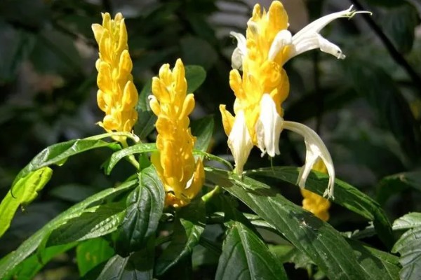 金苞花怎么养殖，生长季节每隔20天追肥一次