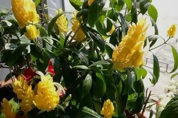 金苞花怎么养殖，生长季节每隔20天追肥一次