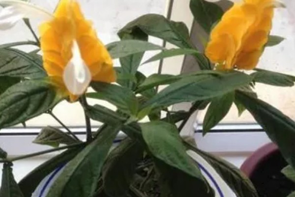 金苞花怎么养殖，生长季节每隔20天追肥一次