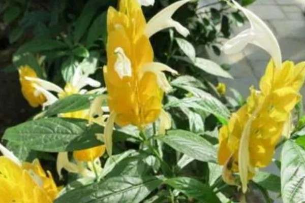 金苞花怎么养殖，生长季节每隔20天追肥一次