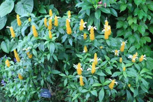 金苞花怎么养殖，生长季节每隔20天追肥一次