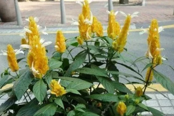 金苞花怎么养殖，生长季节每隔20天追肥一次