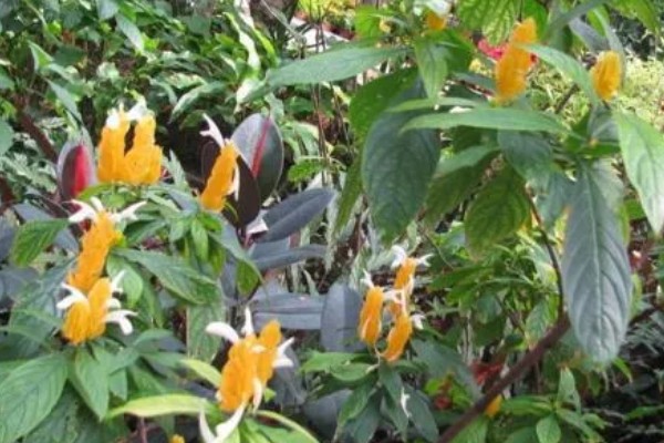 金苞花怎么养殖，生长季节每隔20天追肥一次