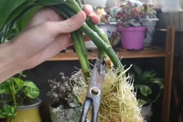 富贵竹的扦插方法，一般在春季进行