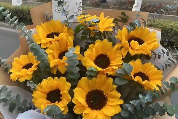 9支向日葵的寓意,寓意永远的等待、永久的守护等