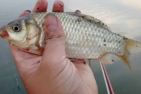 春天钓鲫鱼的技巧,早春要像冬季一样钓远、钓深