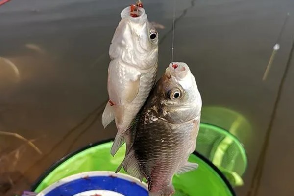 春天钓鲫鱼的技巧,早春要像冬季一样钓远、钓深