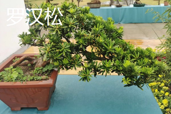 盆景树木的种类，常见的有罗汉松、松树、南天竹等