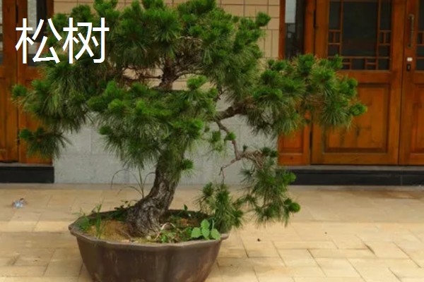 盆景树木的种类，常见的有罗汉松、松树、南天竹等