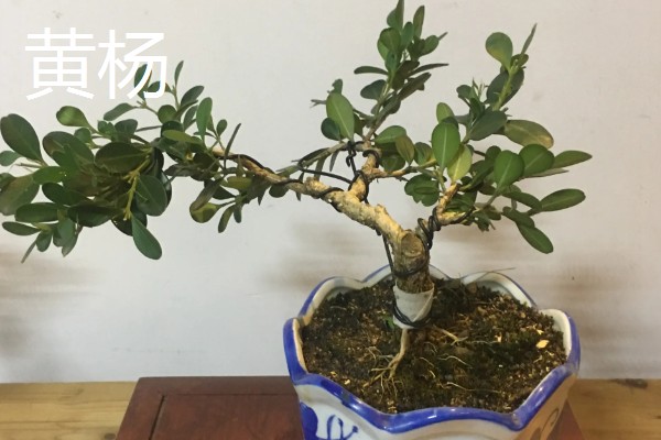 盆景树木的种类，常见的有罗汉松、松树、南天竹等