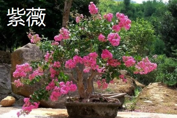 盆景树木的种类，常见的有罗汉松、松树、南天竹等