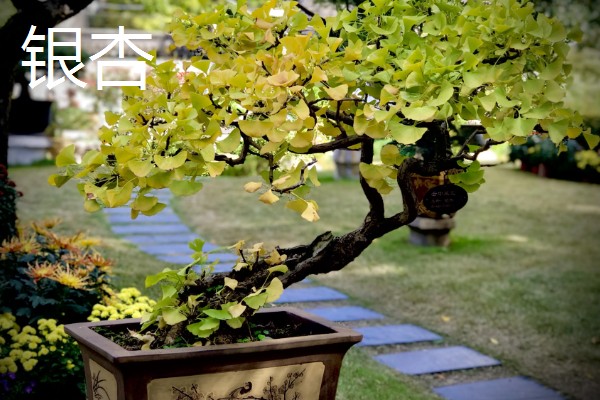 盆景树木的种类，常见的有罗汉松、松树、南天竹等