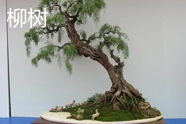 盆景树木的种类，常见的有罗汉松、松树、南天竹等