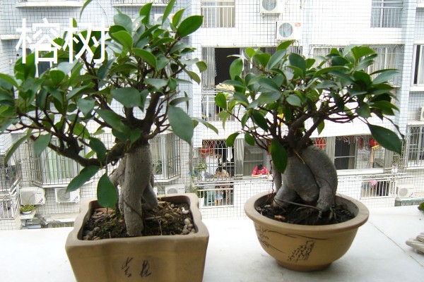 盆景树木的种类，常见的有罗汉松、松树、南天竹等