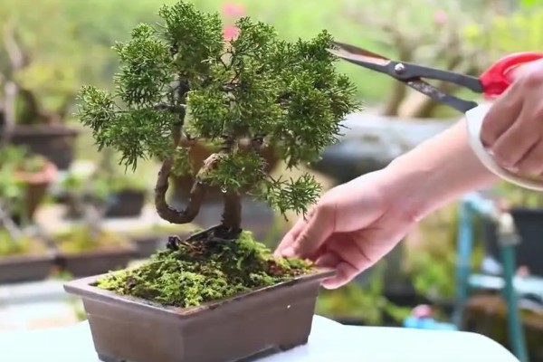 盆景树木的种类，常见的有罗汉松、松树、南天竹等