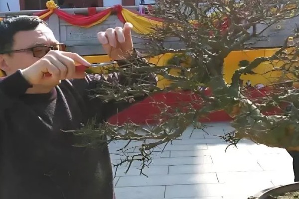 盆景树木的种类，常见的有罗汉松、松树、南天竹等