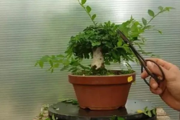 盆景树木的种类，常见的有罗汉松、松树、南天竹等