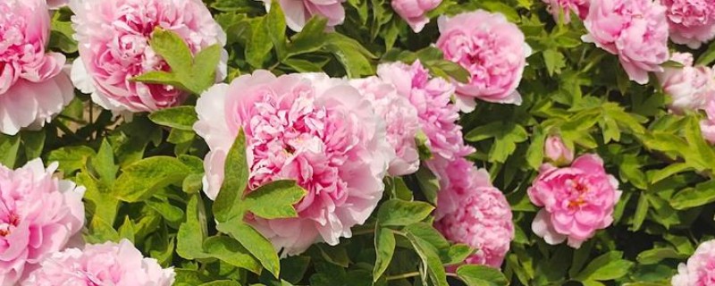 牡丹花叶子发黄如何解决，受到暴晒要转移到有柔和光线的地方