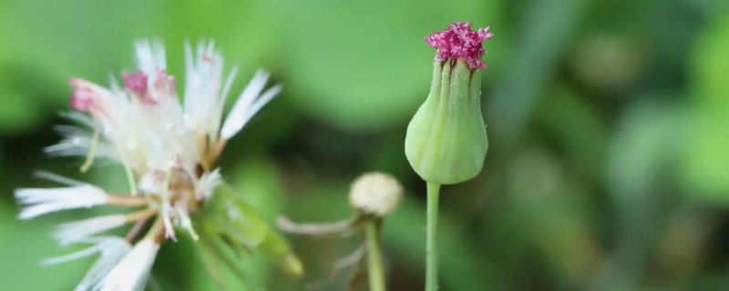 一点红怎么养殖，将其养护在通风明亮的地方