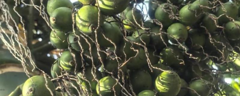 槟榔种子怎么挑选，以椭圆形、长卵形为佳