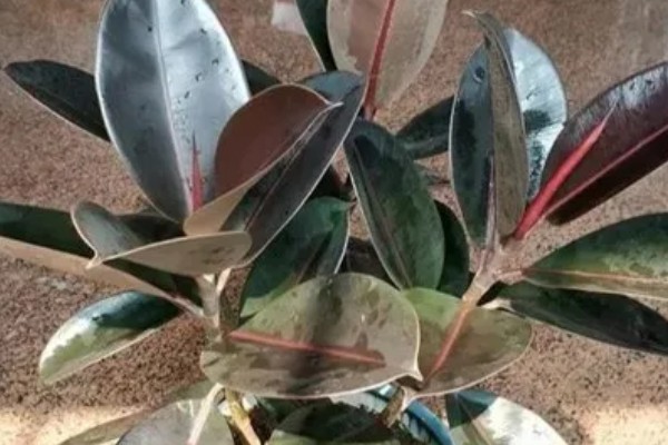 橡皮树叶子卷如何补救，需及时补充光照