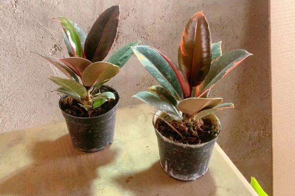 橡皮树叶子卷如何补救，需及时补充光照