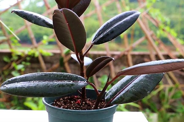 橡皮树叶子卷如何补救，需及时补充光照