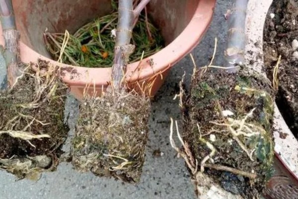 橡皮树叶子卷如何补救，需及时补充光照