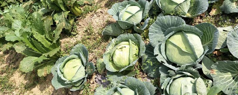 包菜施什么肥料，多使用农家肥