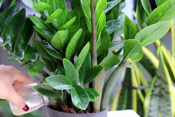 金钱树不直挺如何处理,生长发育早期可追施复合肥