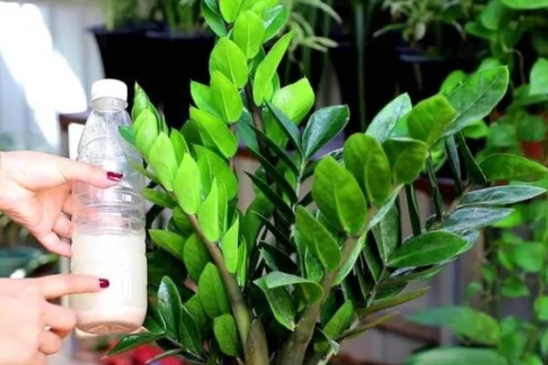 金钱树不直挺如何处理,生长发育早期可追施复合肥