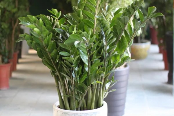 金钱树不直挺如何处理,生长发育早期可追施复合肥