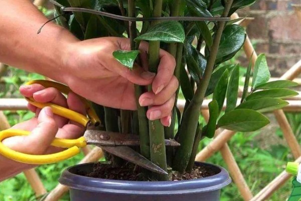 金钱树不直挺如何处理,生长发育早期可追施复合肥