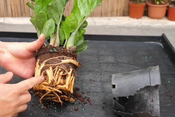 金钱树不直挺如何处理,生长发育早期可追施复合肥