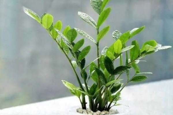 金钱树不直挺如何处理,生长发育早期可追施复合肥