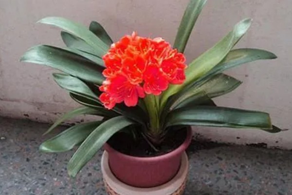 养殖君子兰用多大的盆,根据植株的大小做决定