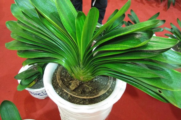 养殖君子兰用多大的盆,根据植株的大小做决定