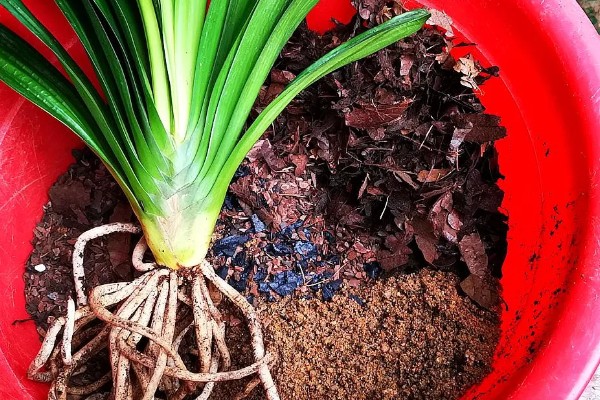 养殖君子兰用多大的盆,根据植株的大小做决定