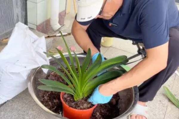 养殖君子兰用多大的盆,根据植株的大小做决定