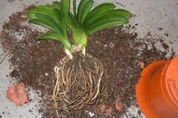 养殖君子兰用多大的盆,根据植株的大小做决定