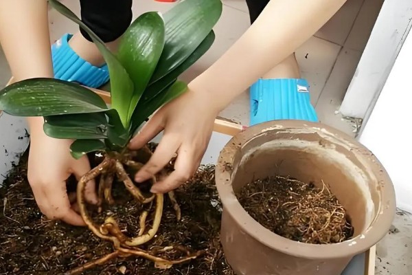 养殖君子兰用多大的盆,根据植株的大小做决定